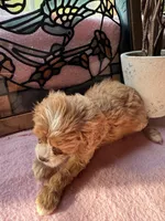 Princess , a female Cavapoo and Cavalier King Charles Spaniel for sale in Baker, FL – 2 of 10