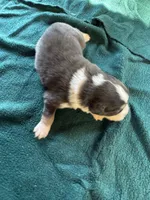 Sterling, a male Australian Shepherd for sale in Baker, FL – 6 of 10