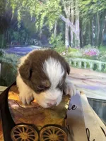 Rose, a female Australian Shepherd for sale in Baker, FL – 4 of 9