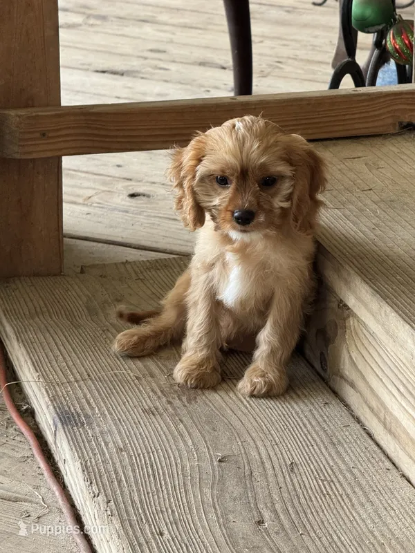 Copper – Cavapoo, Cavalier King Charles Spaniel puppy for sale in Baker, FL