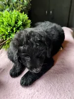 Missy, a female Aussiedoodle for sale in Baker, FL – 4 of 8