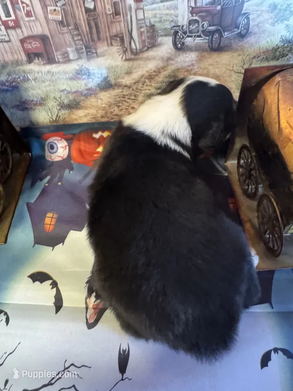 Montana – Australian Shepherd puppy for sale in Baker, FL