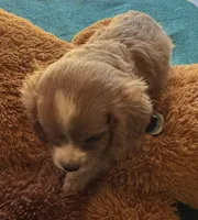 Chip, a male Cavapoo and Cavalier King Charles Spaniel for sale in Baker, FL – 4 of 8