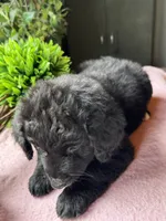 Missy, a female Aussiedoodle for sale in Baker, FL – 5 of 8