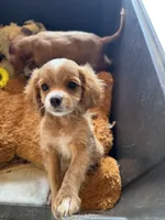 Cooper, a male Cavapoo and Cavalier King Charles Spaniel for sale in Baker, FL – 5 of 8