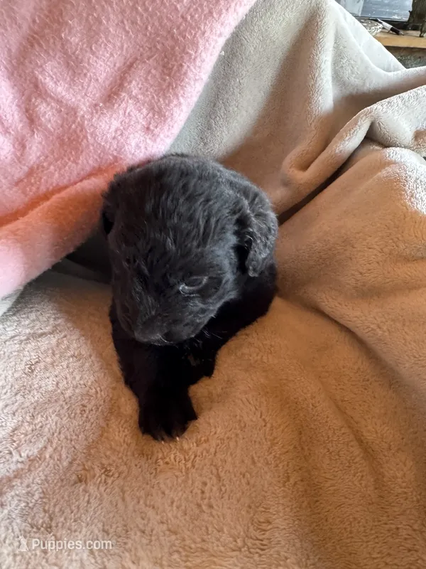 Ariel – Aussiedoodle puppy for sale in Baker, FL