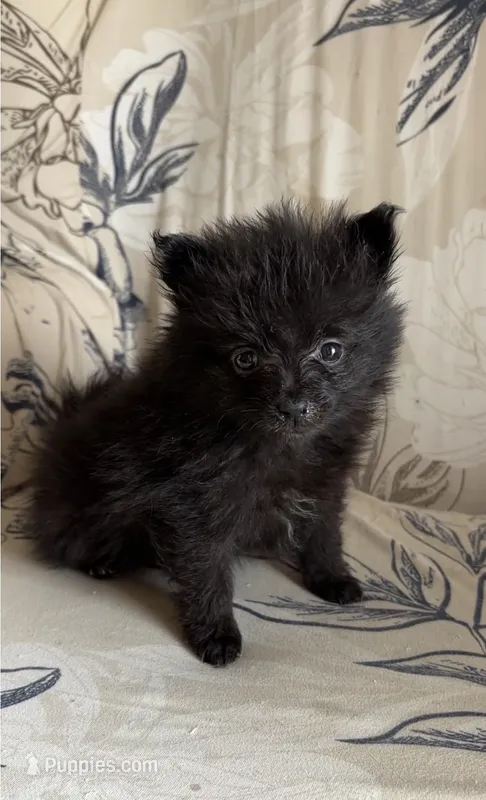 Lila  – Pomeranian puppy for sale in Branson, MO