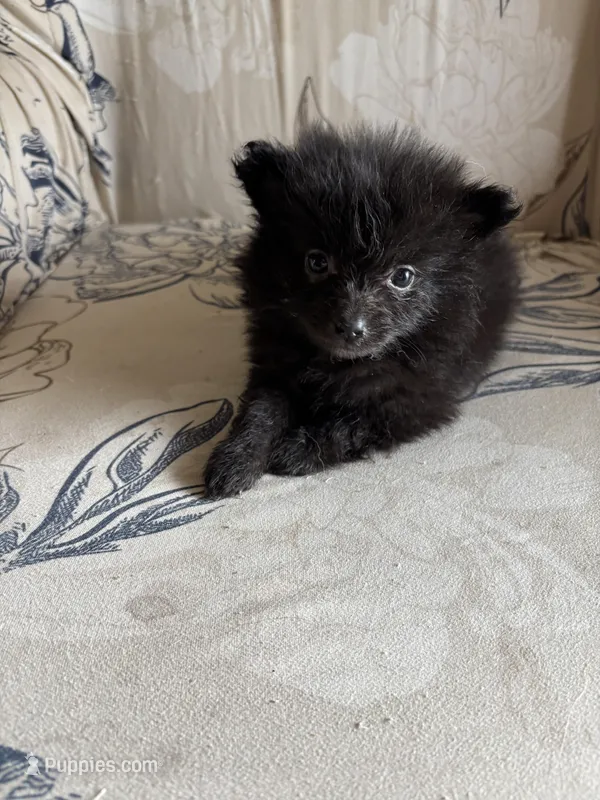 Jetson – Pomeranian puppy for sale in Branson, MO