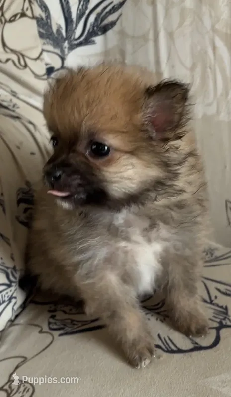 Izzy – Pomeranian puppy for sale in Branson, MO