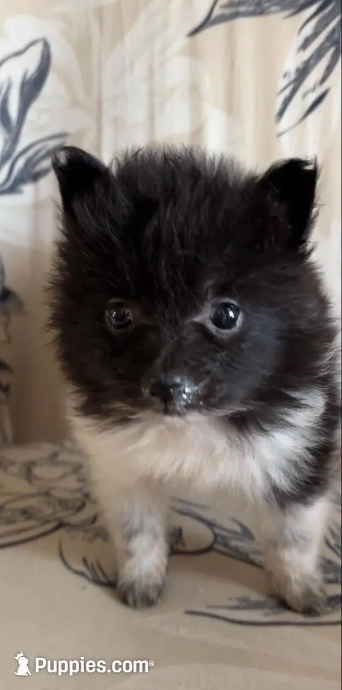 Oreo, a female Pomeranian for sale in Branson, MO – Photo 3 of 3