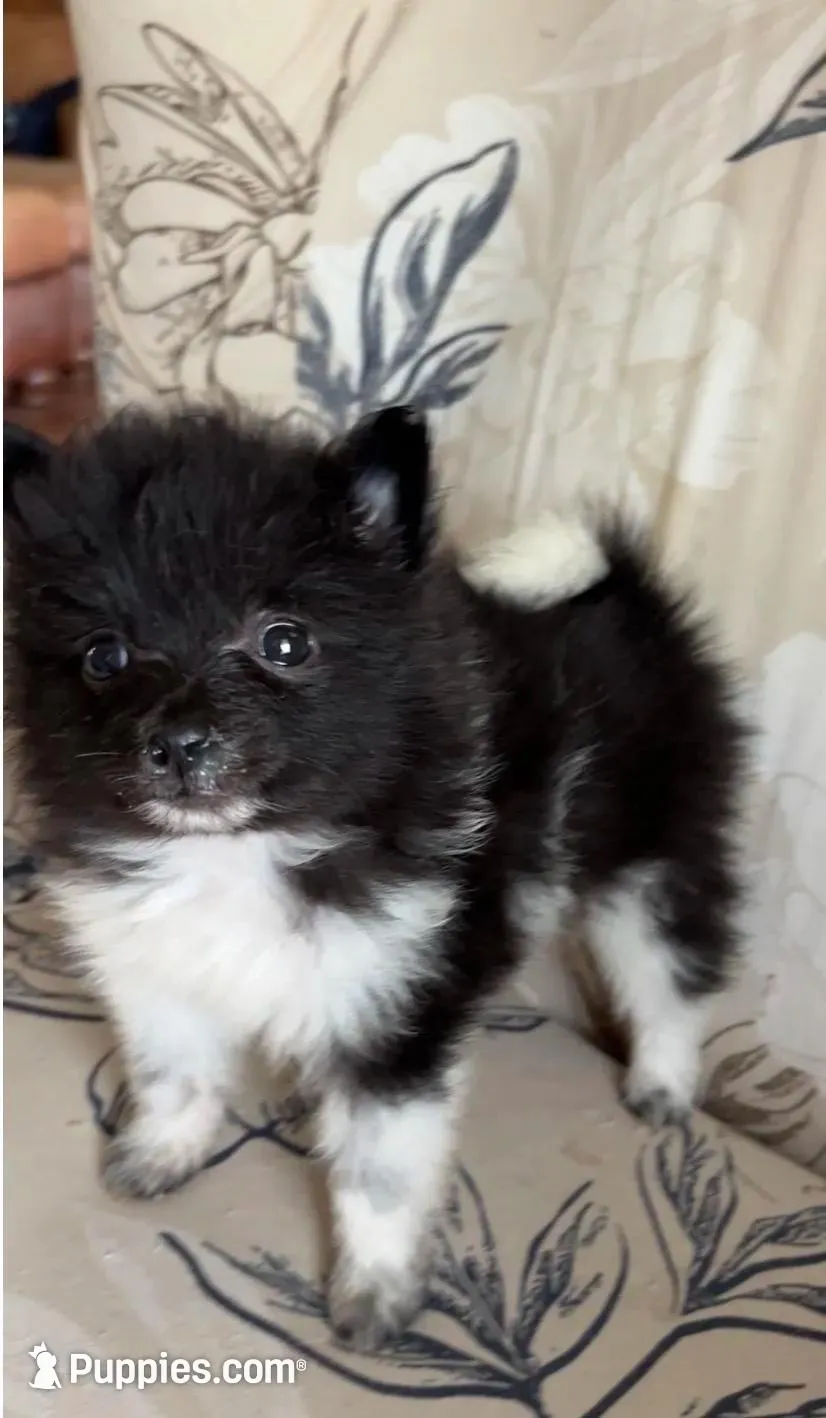 Oreo, a female Pomeranian for sale in Branson, MO – Photo 2 of 3