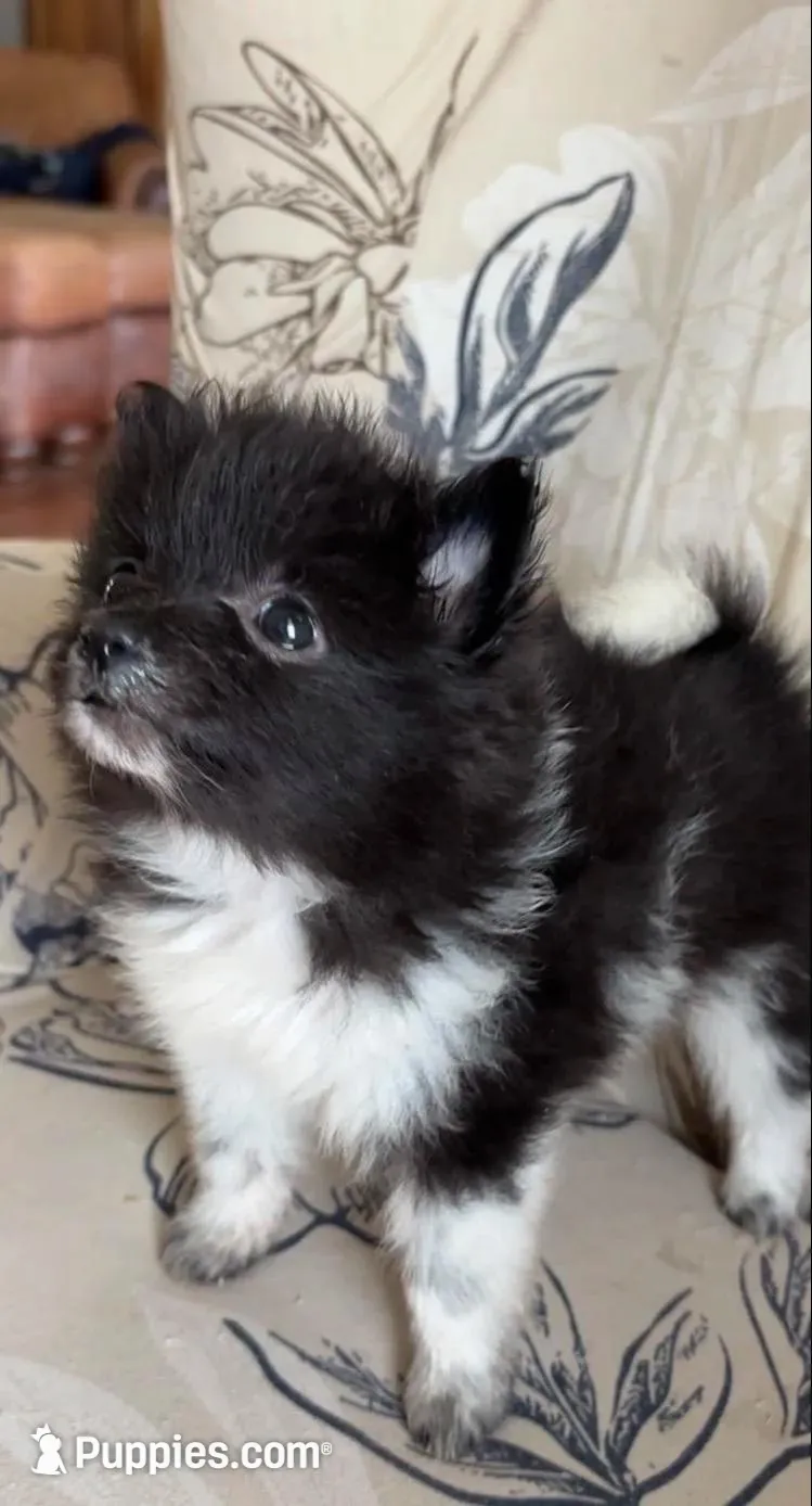 Oreo – Pomeranian puppy for sale in Branson, MO