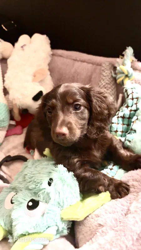 Maple  – Miniature Dachshund puppy on hold in Helenwood, TN