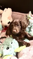 Maple , a female Miniature Dachshund for sale in Helenwood, TN – 1 of 7