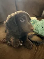 Maple , a female Miniature Dachshund for sale in Helenwood, TN – 4 of 7