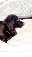 Maple , a female Miniature Dachshund for sale in Helenwood, TN – 2 of 7