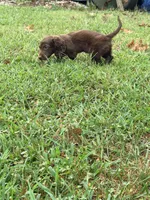 Maple , a female Miniature Dachshund for sale in Helenwood, TN – 3 of 7