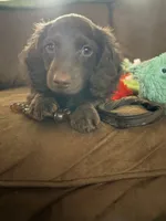 Maple , a female Miniature Dachshund for sale in Helenwood, TN – 5 of 7