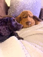 Maple , a female Miniature Dachshund for sale in Helenwood, TN – 7 of 7