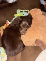 Maple , a female Miniature Dachshund for sale in Helenwood, TN – 6 of 7