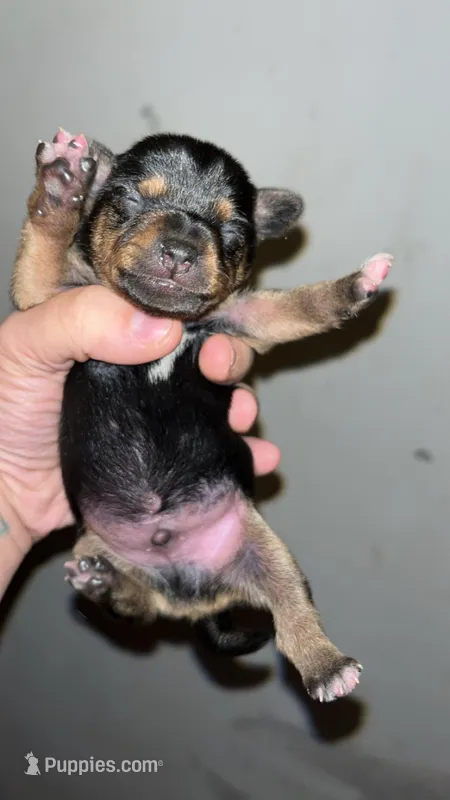 Brownie, a male Chiweenie for sale in Parrottsville, TN – Photo 1 of 1