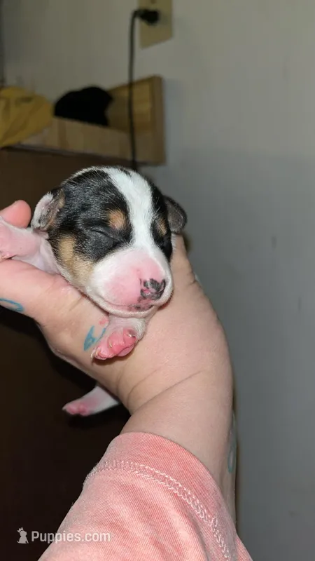 Toby , a male Chiweenie for sale in Parrottsville, TN – Photo 1 of 2