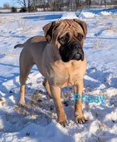 Prissy, a female Bullmastiff for sale in Downing, MO – Photo 3 of 9