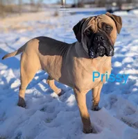 Prissy, a female Bullmastiff for sale in Downing, MO – Photo 6 of 9