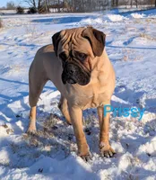 Prissy, a female Bullmastiff for sale in Downing, MO – Photo 1 of 9