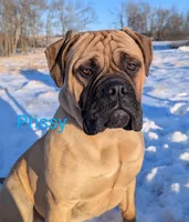 Prissy, a female Bullmastiff for sale in Downing, MO – Photo 2 of 9