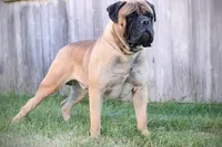 Prissy, a female Bullmastiff for sale in Downing, MO – Photo 8 of 9
