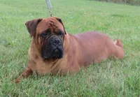 Prissy, a female Bullmastiff for sale in Downing, MO – Photo 9 of 9