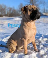 Prissy, a female Bullmastiff for sale in Downing, MO – Photo 5 of 9