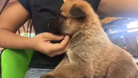 Peanut, a female German Shepherd Dog for sale in Merced, CA – 1 of 1