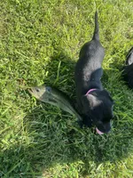 Raven, a female Labrador Retriever for sale in Maryland Heights, MO – 4 of 4