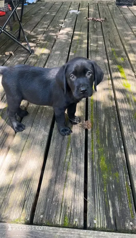 Raven – Labrador Retriever puppy for sale in Maryland Heights, MO