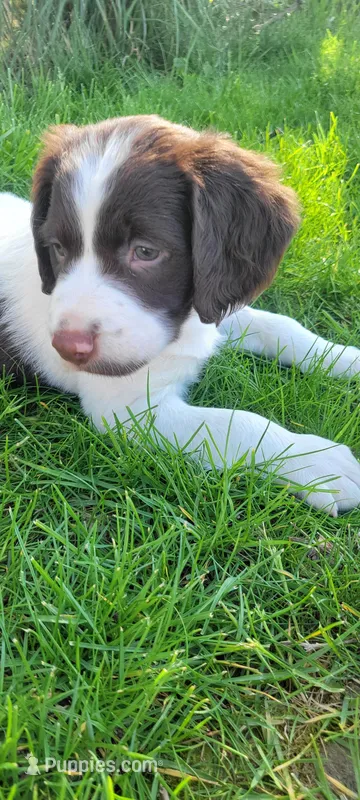 Kiwi – Brittany puppy for sale in Kennewick, WA