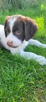 Kiwi, a female Brittany for sale in Kennewick, WA – 1 of 10