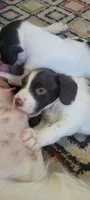 Kiwi, a female Brittany for sale in Kennewick, WA – 3 of 10