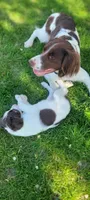 Kiwi, a female Brittany for sale in Kennewick, WA – 9 of 10