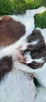 Kiwi, a female Brittany for sale in Kennewick, WA – 5 of 10