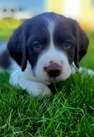 Kiwi, a female Brittany for sale in Kennewick, WA – 6 of 10
