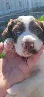 Kiwi, a female Brittany for sale in Kennewick, WA – 2 of 10