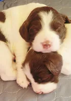 Mango, a male Brittany for sale in Kennewick, WA – 3 of 9