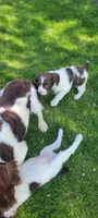 Mango, a male Brittany for sale in Kennewick, WA – 7 of 9