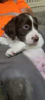 Mango, a male Brittany for sale in Kennewick, WA – 4 of 9