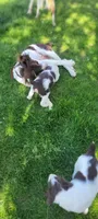 Mango, a male Brittany for sale in Kennewick, WA – 9 of 9