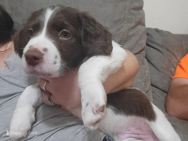 Mango – Brittany puppy for sale in Kennewick, WA