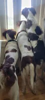 Mango, a male Brittany for sale in Kennewick, WA – 8 of 9