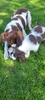 Mango, a male Brittany for sale in Kennewick, WA – 2 of 9